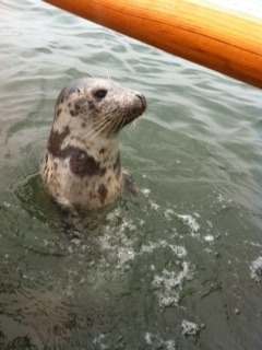 Baby_seal_too